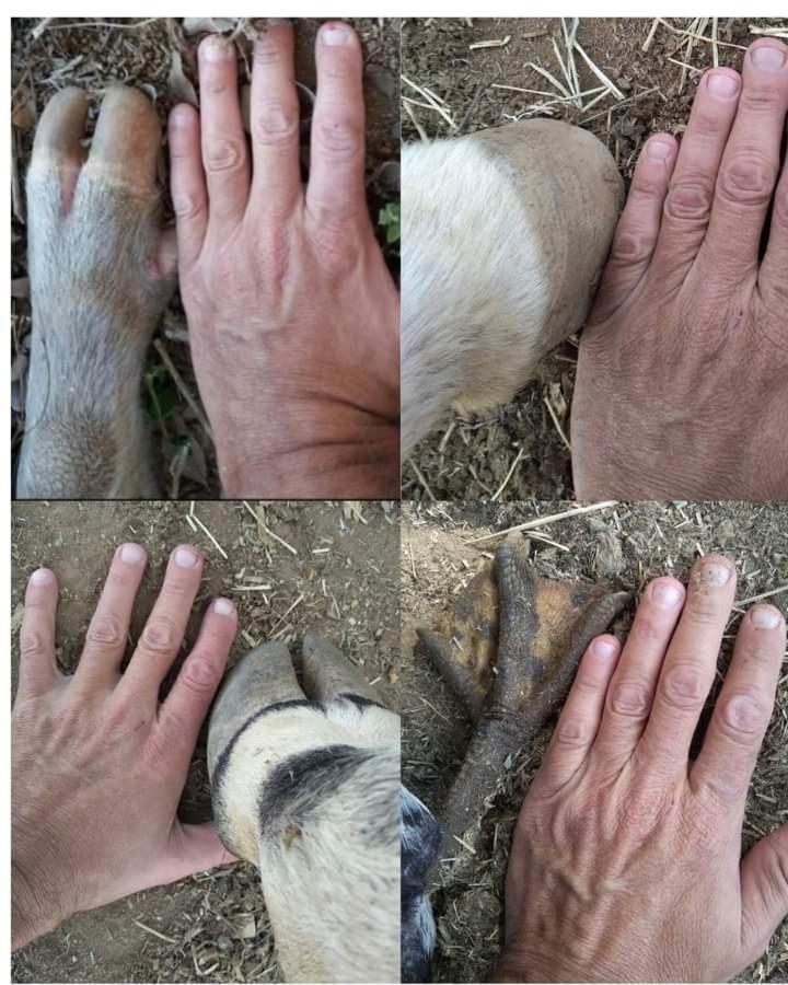 Hostel Santuario De Protecao Animal Filhos De Salomao Bragança Paulista Exteriör bild